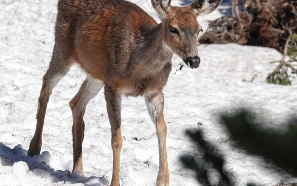 Oh, Deer: In US Capital, 'Bambi' Is Increasingly Unwelcome