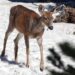 Oh, Deer: In US Capital, 'Bambi' Is Increasingly Unwelcome
