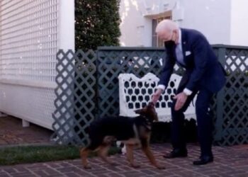 Report: Biden’s German Shepherd Commander Bites Another Secret Service Agent; 11th Attack | The Gateway Pundit