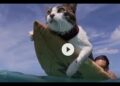 STOPPING THE TYRANTS (+ SURFING KITTY-CAT in HAWAII!)