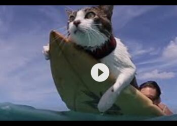STOPPING THE TYRANTS (+ SURFING KITTY-CAT in HAWAII!)