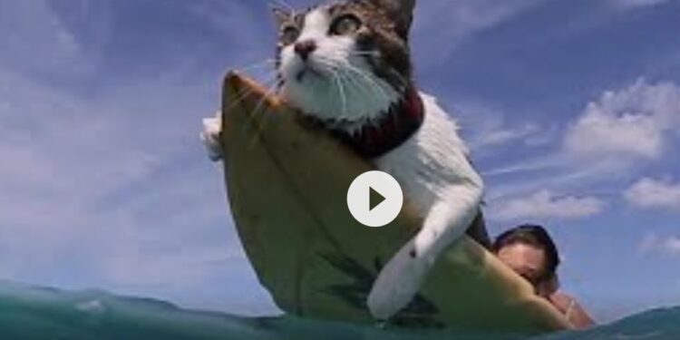 STOPPING THE TYRANTS (+ SURFING KITTY-CAT in HAWAII!)