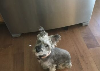 Vitamin C, Turmeric, Manuka Honey for Pyometra