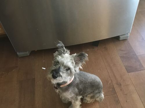 Vitamin C, Turmeric, Manuka Honey for Pyometra