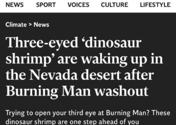 https://www.independent.co.uk/climate-change/news/dinosaur-shrimp-burning-man-festival-b2404895.html