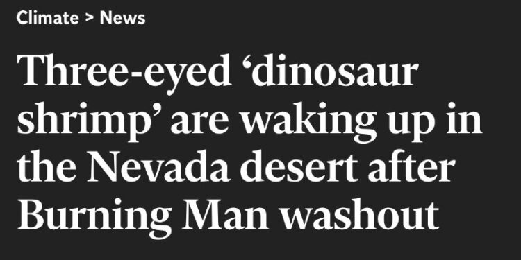 https://www.independent.co.uk/climate-change/news/dinosaur-shrimp-burning-man-festival-b2404895.html