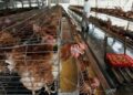 H3N8 Avian Flu Virus Has Strong Transmission Potential With Risk Of Major Outbreak