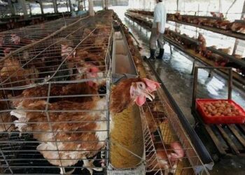 H3N8 Avian Flu Virus Has Strong Transmission Potential With Risk Of Major Outbreak