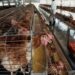 H3N8 Avian Flu Virus Has Strong Transmission Potential With Risk Of Major Outbreak