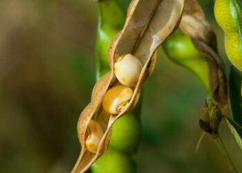 Health Benefits of Nattokinase: Evidence-Based Findings