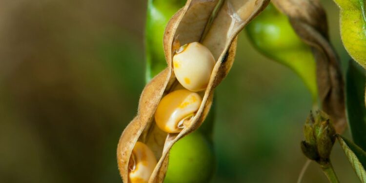 Health Benefits of Nattokinase: Evidence-Based Findings