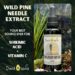 🌲Pine Needle Tincture 🌲Pine needles are an excellent source of shikimate, vitamin C, minerals, trace minerals, protein…