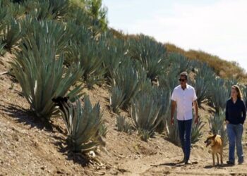 Californians bet Farming Agave for Spirits Holds Key to Weathering Drought and Groundwater Limits