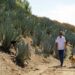 Californians bet Farming Agave for Spirits Holds Key to Weathering Drought and Groundwater Limits