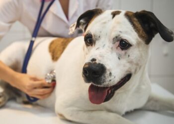 US Vets Warn of Fatal Canine Illness Spreading