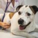 US Vets Warn of Fatal Canine Illness Spreading