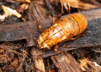 Rare Cicada Swarm to Hit This Spring