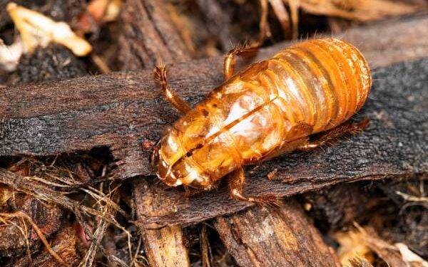 Rare Cicada Swarm to Hit This Spring