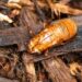 Rare Cicada Swarm to Hit This Spring