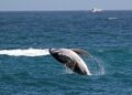 Scientists: Gray Whales Making Comeback