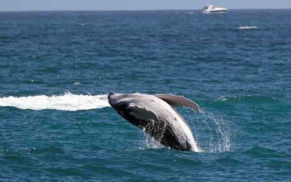 Scientists: Gray Whales Making Comeback