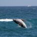Scientists: Gray Whales Making Comeback